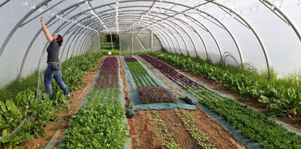 Grand soulagement, la serre est finie!! Comme vous le savez j'ai investi dans un nouveau bi-tunnel à la fin de l'année dernière. Elle va me permettre d'avoir un plus grand choix de légumes en début de saison et en hiver, mais aussi et surtout de contrer les aléas climatiques. Ce fut pas une mince affaire de la monter, mais nous avons réussi grace à plusieurs journées participative avec des Villecroziens qui m'ont prêté main forte.
A la ferme les cultures vont bien, dans les serres les courgettes et tomates sont plantées! De quoi saliver en pensant aux légumes d'été! Ainsi que les haricots rames, pois mangetout, mesclun, salades, cebettes, betteraves, radis, blettes... Le tout protéger du froid au cas où un gel tardif nous menacerait...
En extérieur les fraisiers sont en fleurs, les fèves, l'ail et les artichauts se font magnifiques.
La pépinière est pleine! De nombreux jeunes plants attendent leurs tours pour la plantation. Suivront les oignons, aromatiques, poivrons, aubergines...
La semaine passée nous avons planté les tomates et pommes de terre avec Alice, amapienne qui est venue nous donner un coup de main! Cassie a aussi fait son retour à la ferme à mi temps pour la saison complète. De quoi me soulager et me permettre de me libérer du temps afin de mieux piloter l'exploitation, de m'améliorer dans des cultures qui me font défaut et surtout d'accueillir le petit frère d'Emile.
Nous avons hâte de vous retrouver!
Ci joint quelques photos!
A très bientôt
Olivier
Les Jardins Ratatouille